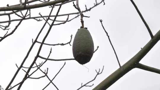 树枝上悬挂的果实特写
