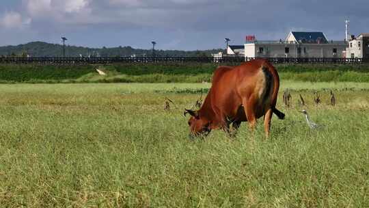 田野中牛儿吃草