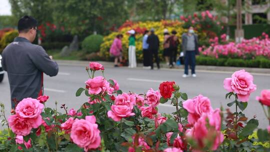 月季花特写