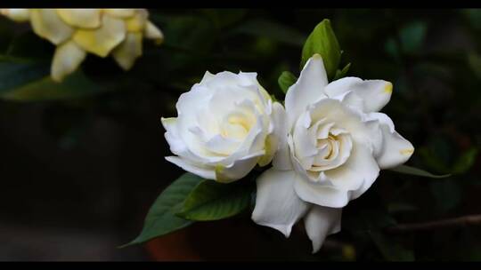 白色花朵的特写