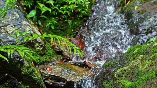 水青苔山泉水流水滴水风景森林自然大自然水