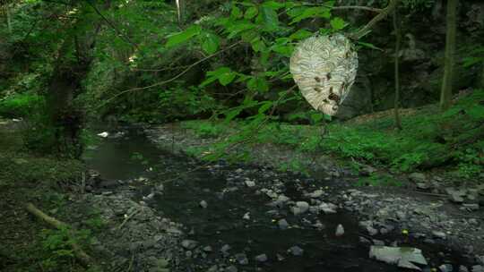 黄蜂巢，蜂群，森林溪流，Dolichov