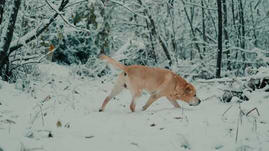 狗狗在雪地里玩耍