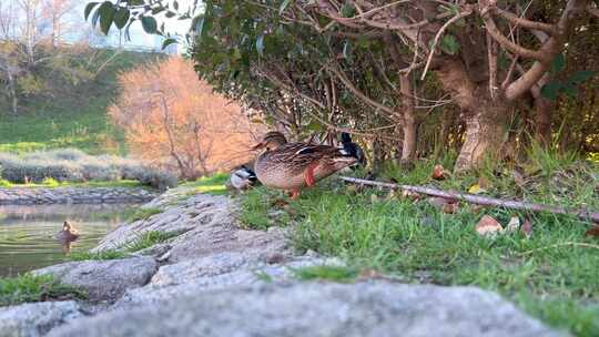 Patos desansando