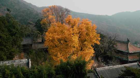 潭柘寺的古银杏树