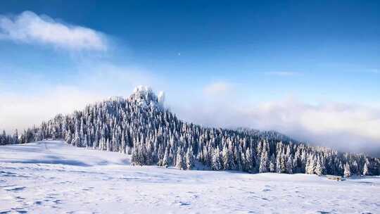 冬季雪林  雾松