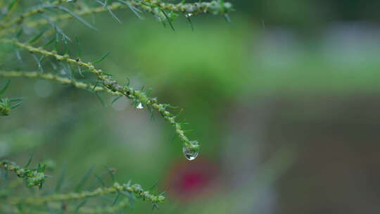 小草上水珠