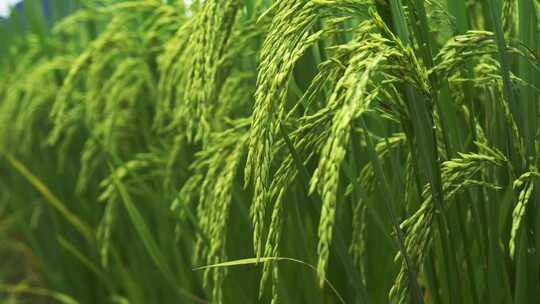 航拍绿色乡村水稻田野稻穗特写