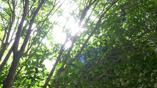 阳光穿过树叶照在地上的光影