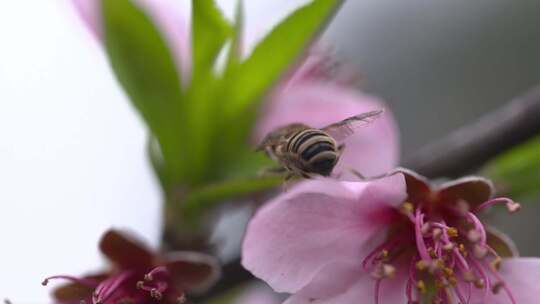 湖南花恒县蜜蜂采蜜高清特写视频