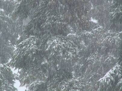 大雪落在森林里视频素材模板下载