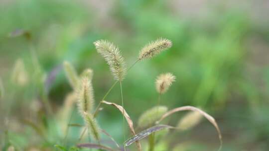 狗尾草 狗尾巴草 禾本科 杂草 可做饲料