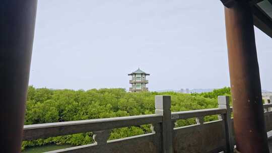 盐洲红树林保护区惠东候鸟白沙村3268