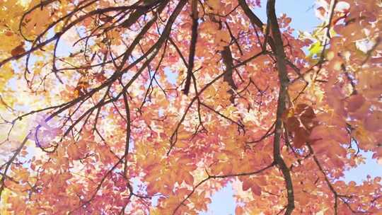 枫树、枫叶、秋季、秋天