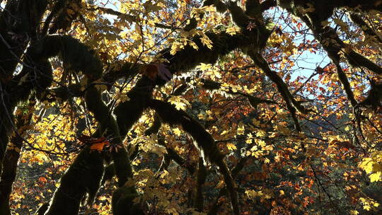 枫树上的秋天黄叶特写
