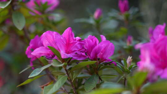 高山杜鹃花开花