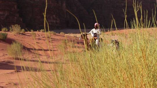 男人骑着骆驼带领骆驼队伍穿过沙漠视频素材模板下载