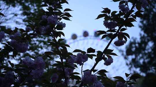 游乐园空镜花朵