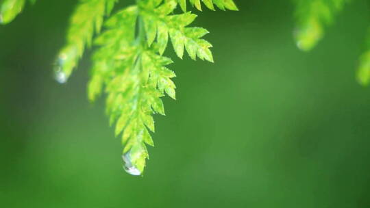 水滴从树叶上落下