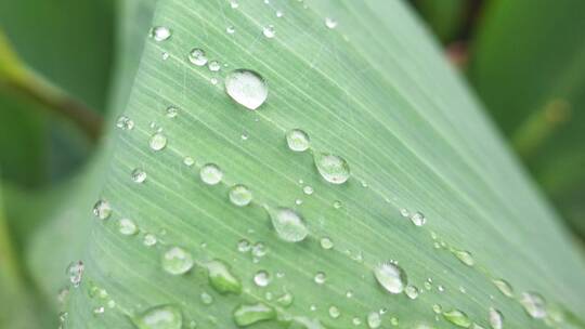 雨天叶子上的水滴植物美人蕉4k