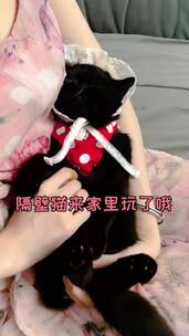 宠物，猫狗双全，萌宠出道，动物成精