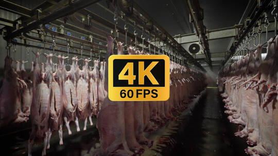 4K60现代化干净整洁羊肉屠宰生产线高清在线视频素材下载