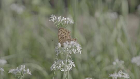 野韭菜花LOG视频素材