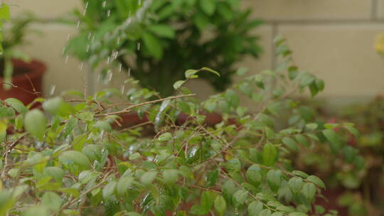 主人用花洒给花浇水