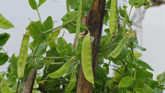 田间菜地种植物荷兰豆豌豆视频素材模板下载