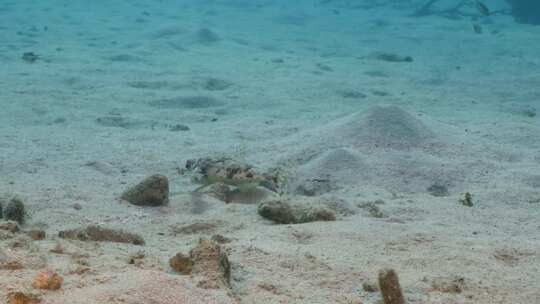 飞行Gurnard，海洋，水下，海底