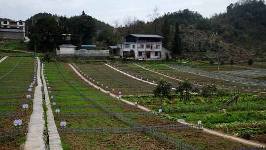 劳动空镜刨土锄地农场工人耕作劳作翻土