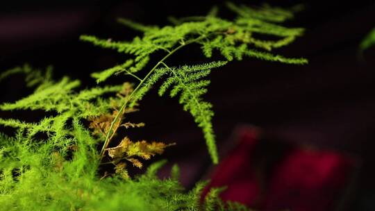 古风绿植光影