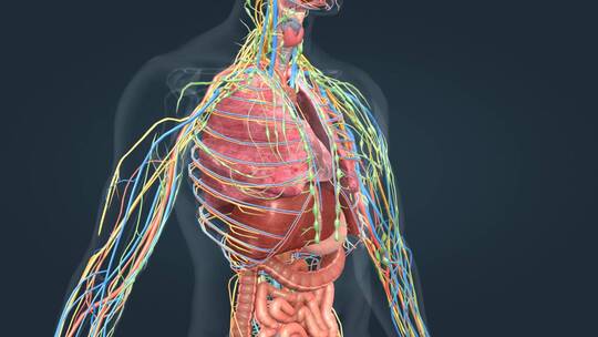 人体解剖三维动画肺部肝心脏胃肠道肾脏疾病视频素材模板下载