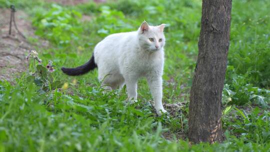 白猫在草地上行走