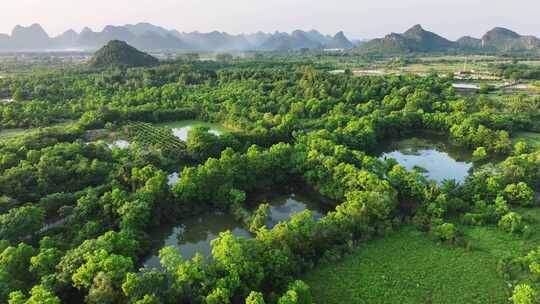 航拍广西桂林会仙湿地白鹭栖息地