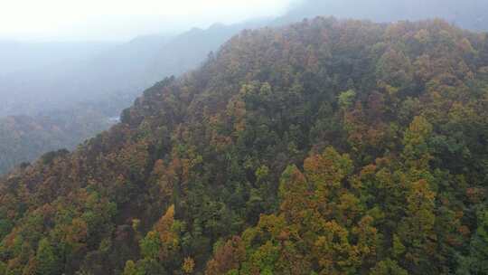 漫山红叶巴中光雾山附近