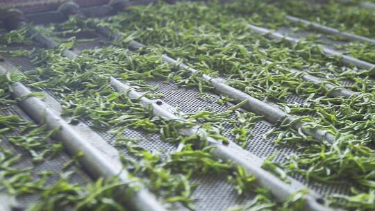 实拍现代化制茶车间茶叶生产加工制作过程
