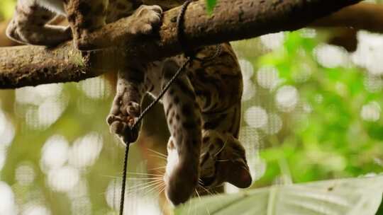 野猫、猫、玛吉、猫