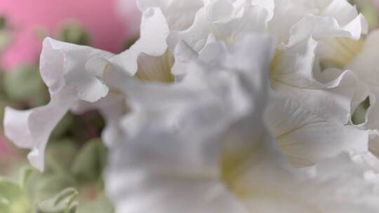 3636_有白色大花瓣的花