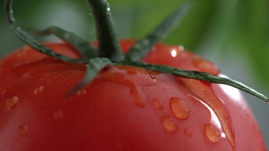 水滴滴在红色番茄西红柿上瞬间