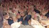 农业养殖家禽土鸡实拍高清在线视频素材下载
