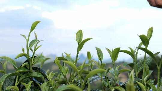 茶叶茶园采茶红茶绿茶春茶采茶