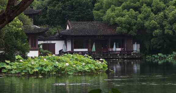 杭州西湖中式园林初夏细雨荷叶曲院风荷