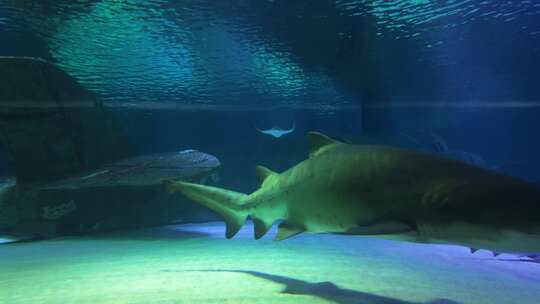 海底世界水族馆里的鲨鱼