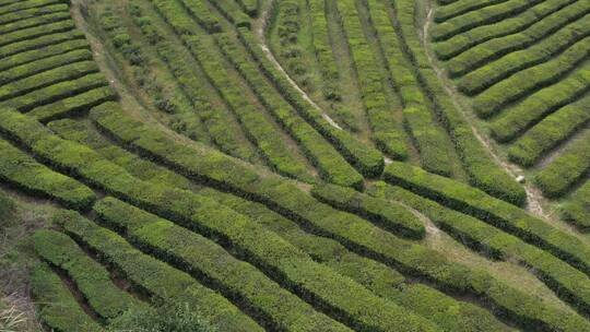 茶园 机械化茶园