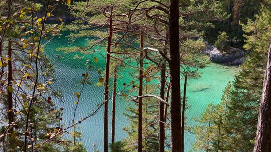 森林与美丽的Eibsee湖在巴伐利亚州后面，绿松石水，非常接近楚格河