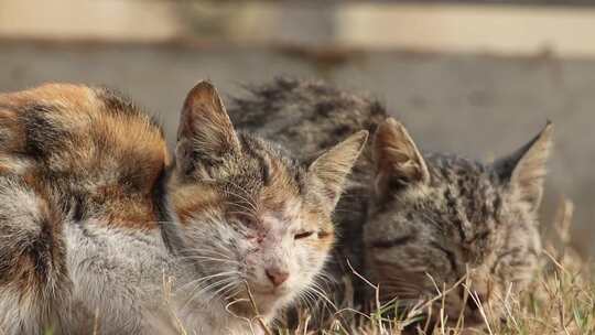 草地上休憩的两只猫咪