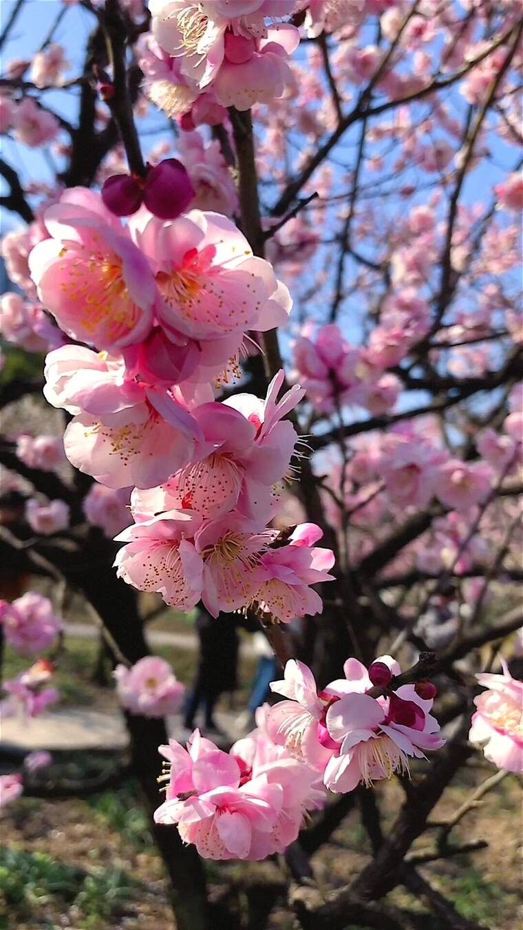 春季红色梅花景观