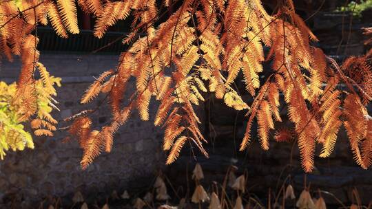 秋天北京中山公园的橙黄色的水杉