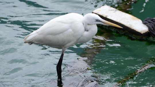 渔港码头的白鹭海鸟